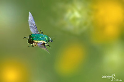 Cetonia aurata