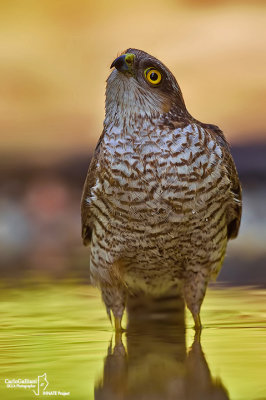 Sparviere- Eurasian Sparrowhawk (Accipiter nisus )