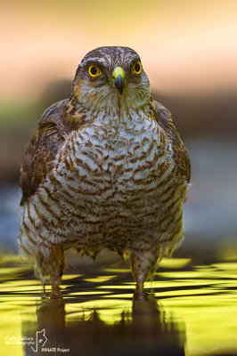 Sparviere- Eurasian Sparrowhawk (Accipiter nisus )