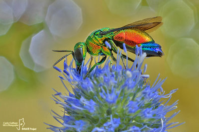 Stilbum cyanurum