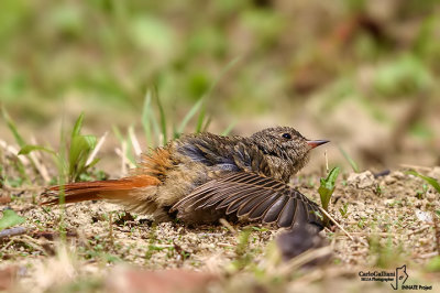 Codirosso - Common Redstart (Phoenicurus phoenicurus)	