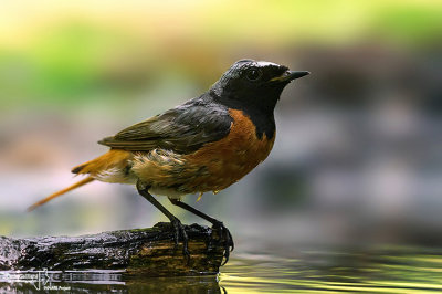 Codirosso - Common Redstart (Phoenicurus phoenicurus)	