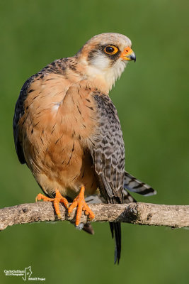 Falco cuculo- Red-footed Falcon (Falco vespertinus)