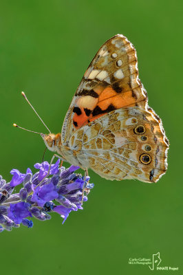 Cynthia cardui