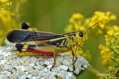 Arcyptera fusca