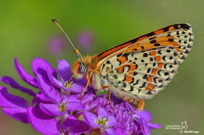 Melitaea didyma