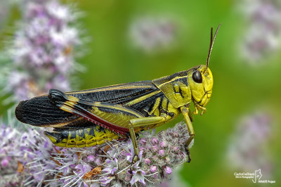 Arcyptera fusca