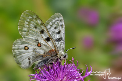 Parnassius apollo