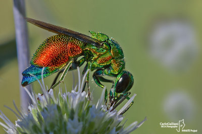 Stilbum cyanurum