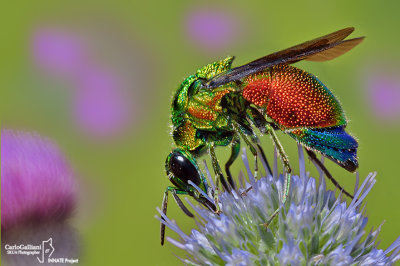 Stilbum cyanurum