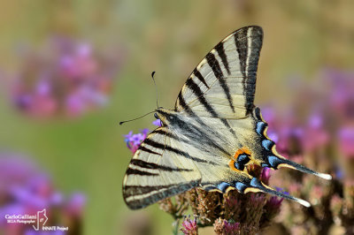 Iphiclides podalirius