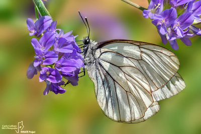 Aporia crataegi