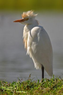 Airone guardabuoi-Cattle Egret  (Bubulcus ibis)