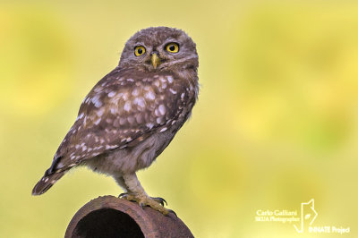 Civetta-Little Owl (Athene noctua)