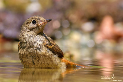 Codirosso - Common Redstart (Phoenicurus phoenicurus)	