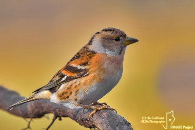 Peppola- Brambling (Fringilla montifringilla)