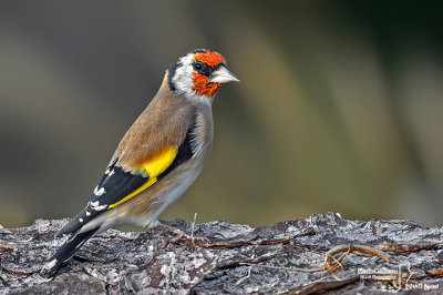 Cardellino -European Goldfinch (Carduelis carduelis)