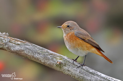 Codirosso - Common Redstart (Phoenicurus phoenicurus)	