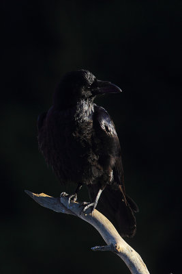 Raven