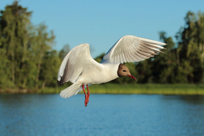 Black-headed gull 1