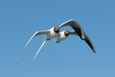 Black-headed gull 2