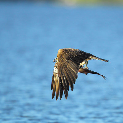Osprey 2