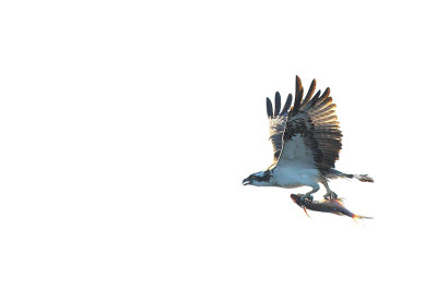 Osprey 3