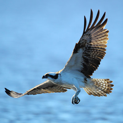 Osprey 5