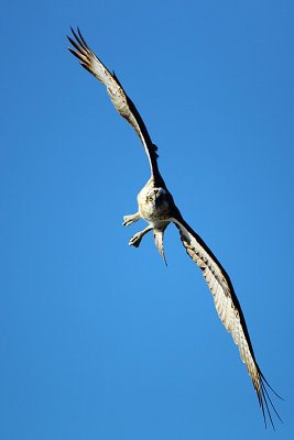 Osprey 6
