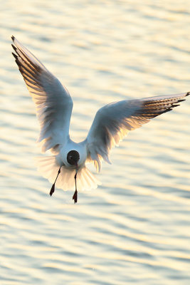 Black-headed gull 3