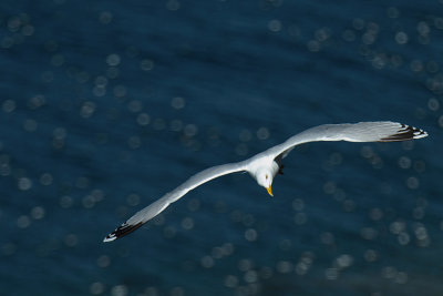 Herring gull