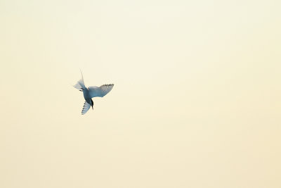 Arctic Tern