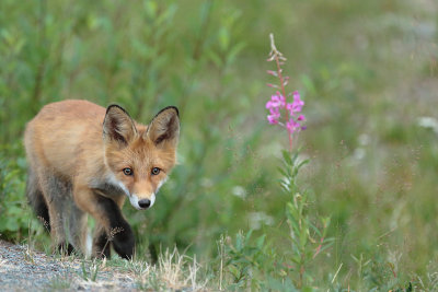 Red Fox