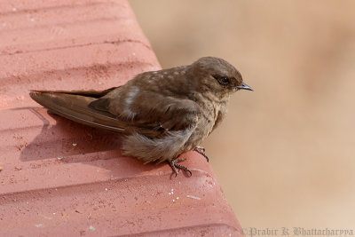 Barn Swallow