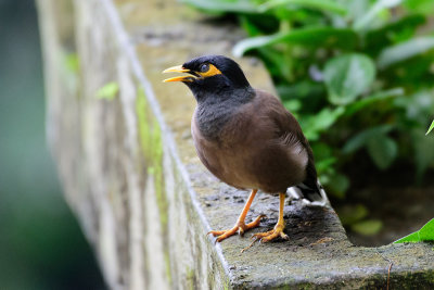 Common Myna