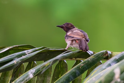 Red-vented Bulbul