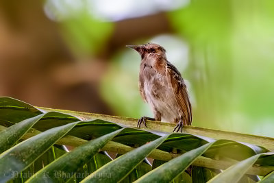 Red-vented Bulbul