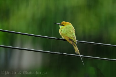 Green Bee-eater