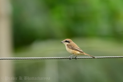 Brown shrike