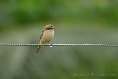 Brown shrike