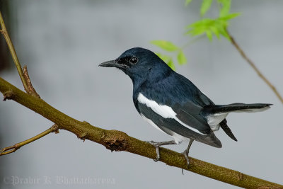 Oriental magpie-robin