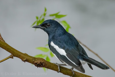 Oriental magpie-robin