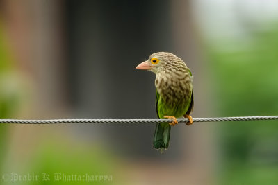 Brown-headed barbet