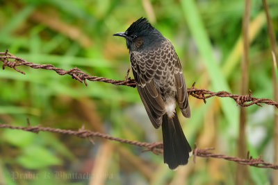 Red-vented Bulbul