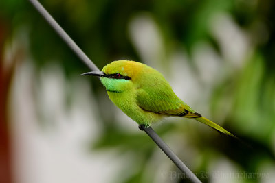 Green Bee-eater