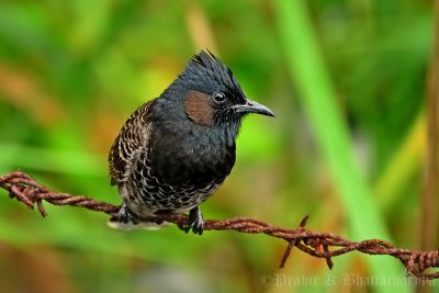 Red-vented Bulbul