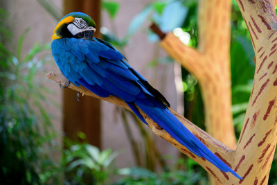 Blue-and-yellow Macaw also known as Blue-and-gold Macaw