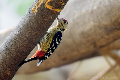 Fulvous-breasted Woodpecker