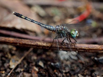 Dragonfly - Magnificent emperor
