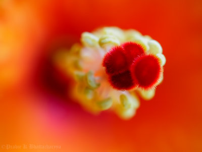 Heart of a Hibiscus
